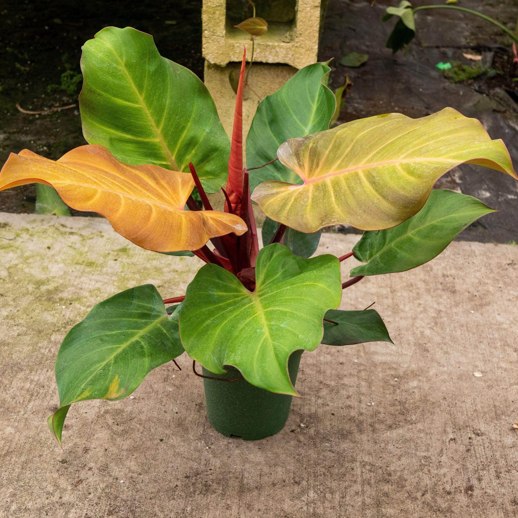 philodendron mccolley's finale Philodendron 'McColley's Finale'