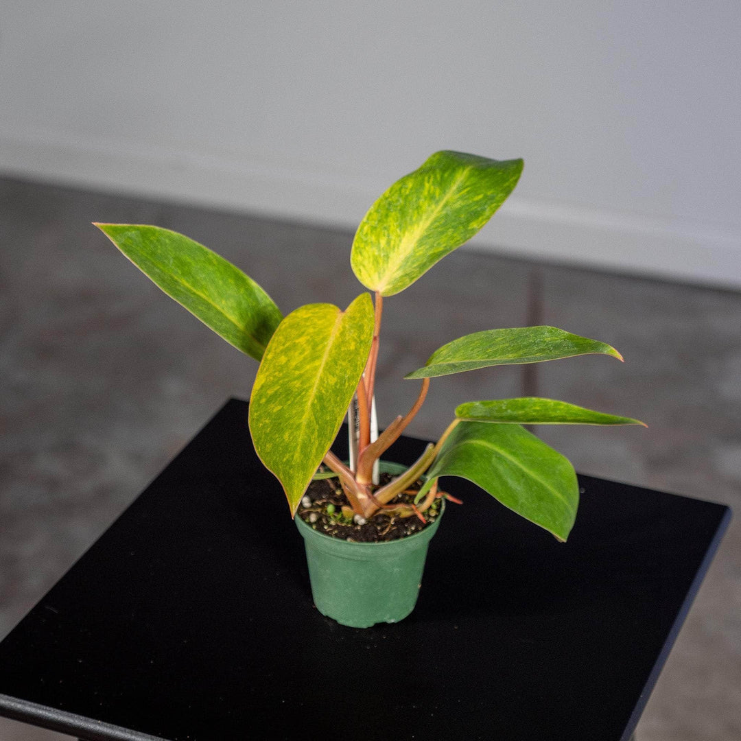http nsetropicals.com store p137 philodendron_ 27painted_lady 27_ html Philodendron 'Painted Lady'