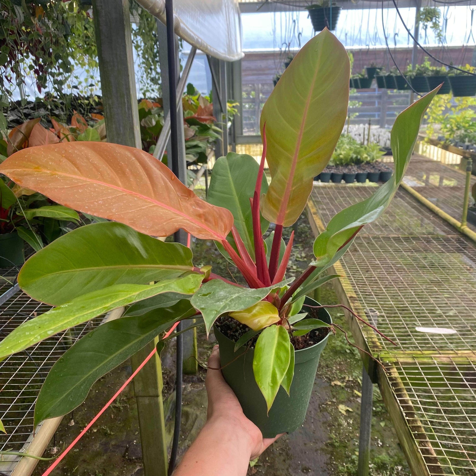 orange hybrid philodendron Philodendron 'Prince of Orange'
