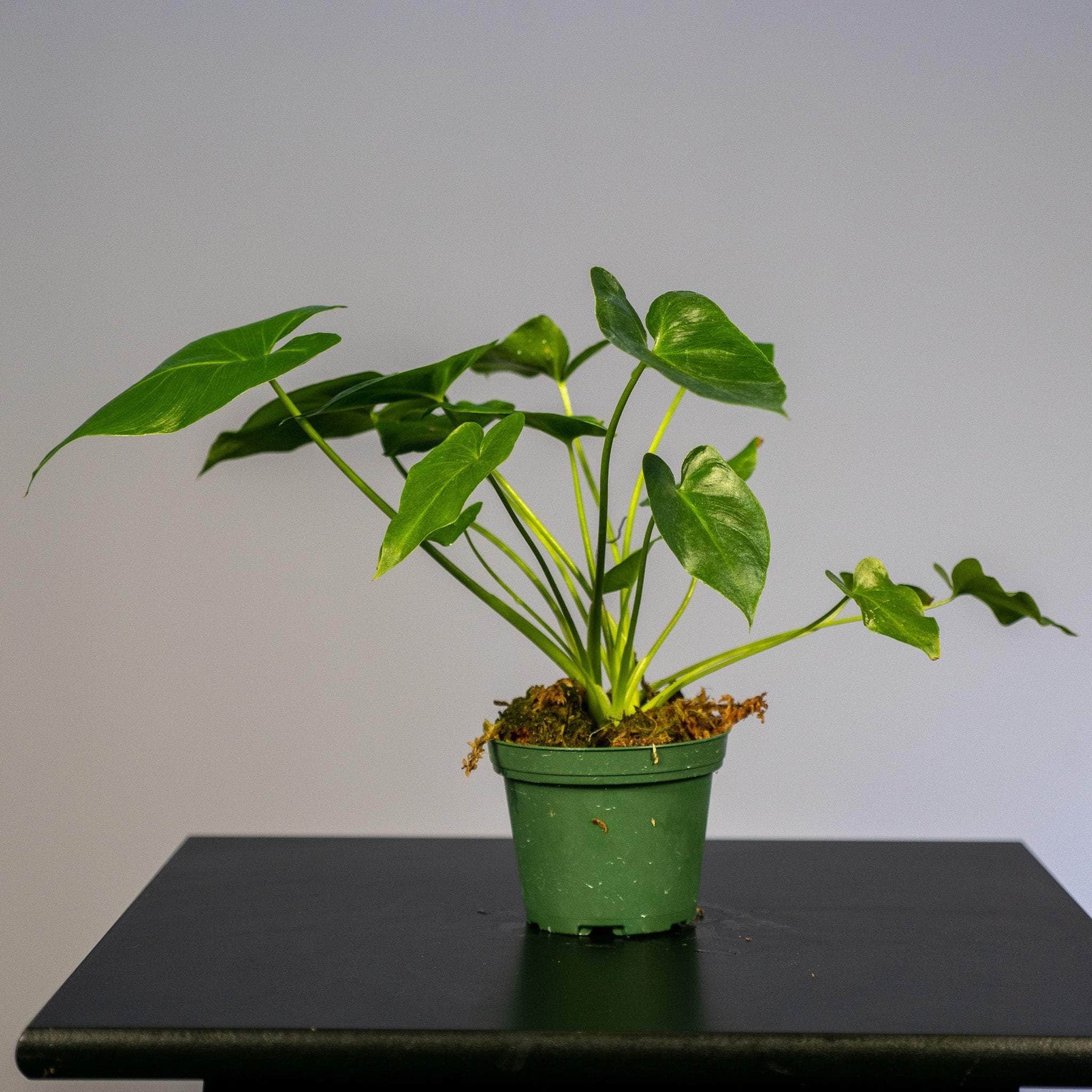 philodendron stenolobum common name Philodendron stenolobum Seedling