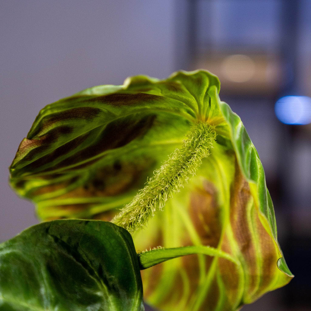 philodendron verrucosum light Philodendron verrucosum