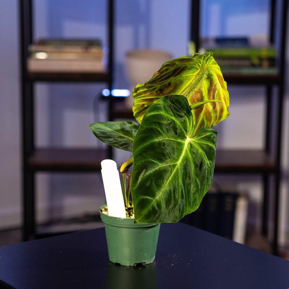 philodendron verrucosum for sale australia Philodendron verrucosum