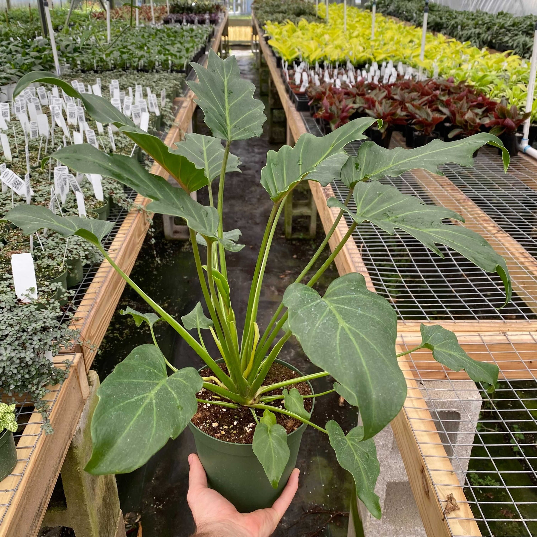 philodendron de ja vu Philodendron xanadu 'Deja Vu'
