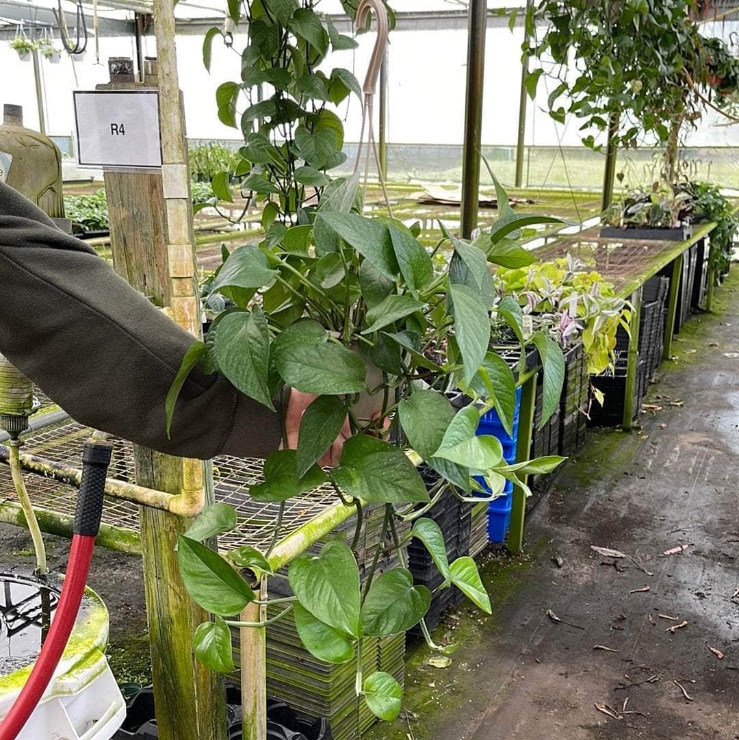 jade pothos in hanging basket Pothos Epipremnum aureum 'Jade'