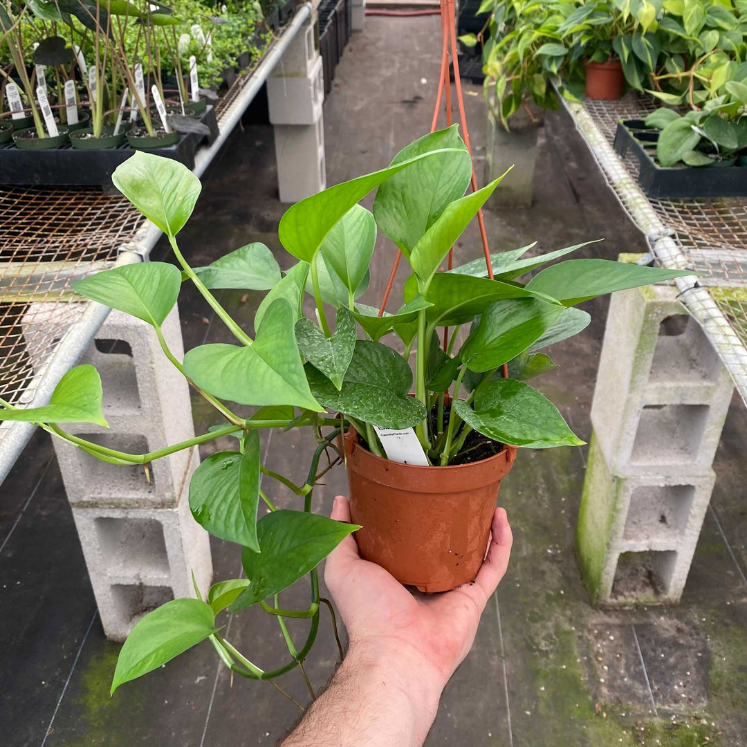hanging jade plant for sale Pothos Epipremnum aureum 'Jade'
