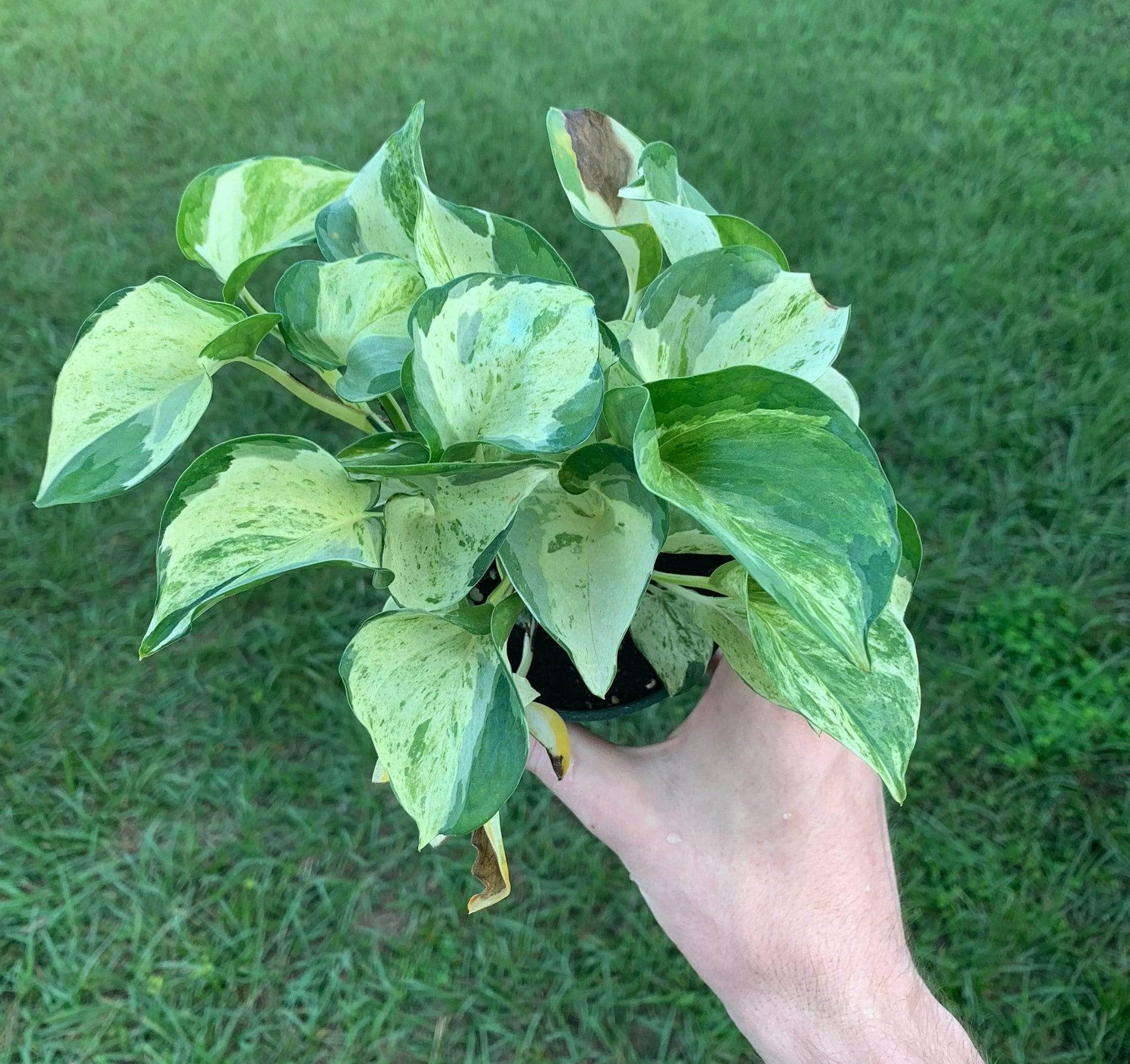 Pothos Epipremnum aureum 'Manjula'