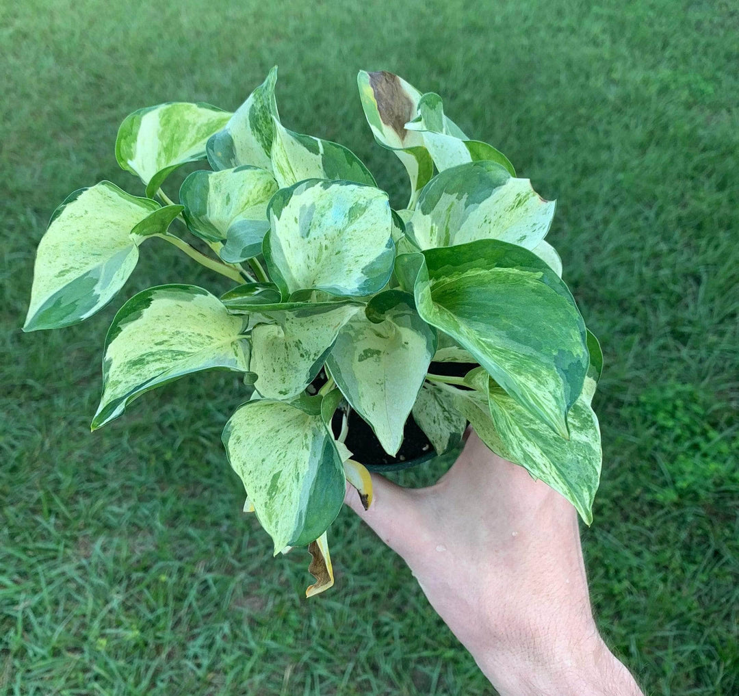 epipremnum aureum manjula pothos Pothos Epipremnum aureum 'Manjula'