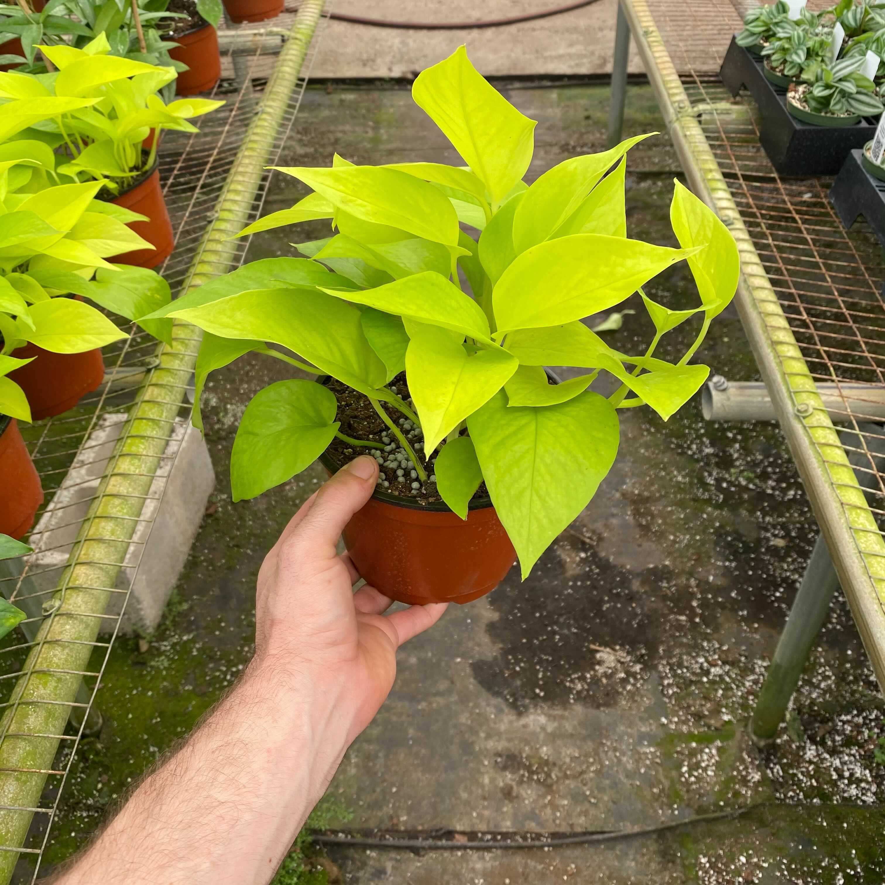 epipremnum neon pothos Epipremnum aureum 'Neon' Pothos (4" Pot)