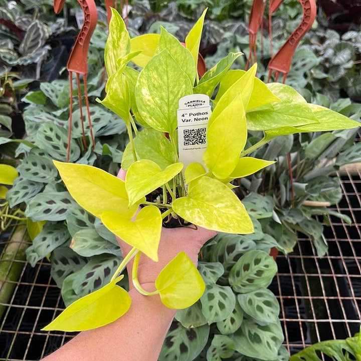 Gabriella Plants Pothos 4" Pothos Epipremnum aureum 'Variegated Neon'