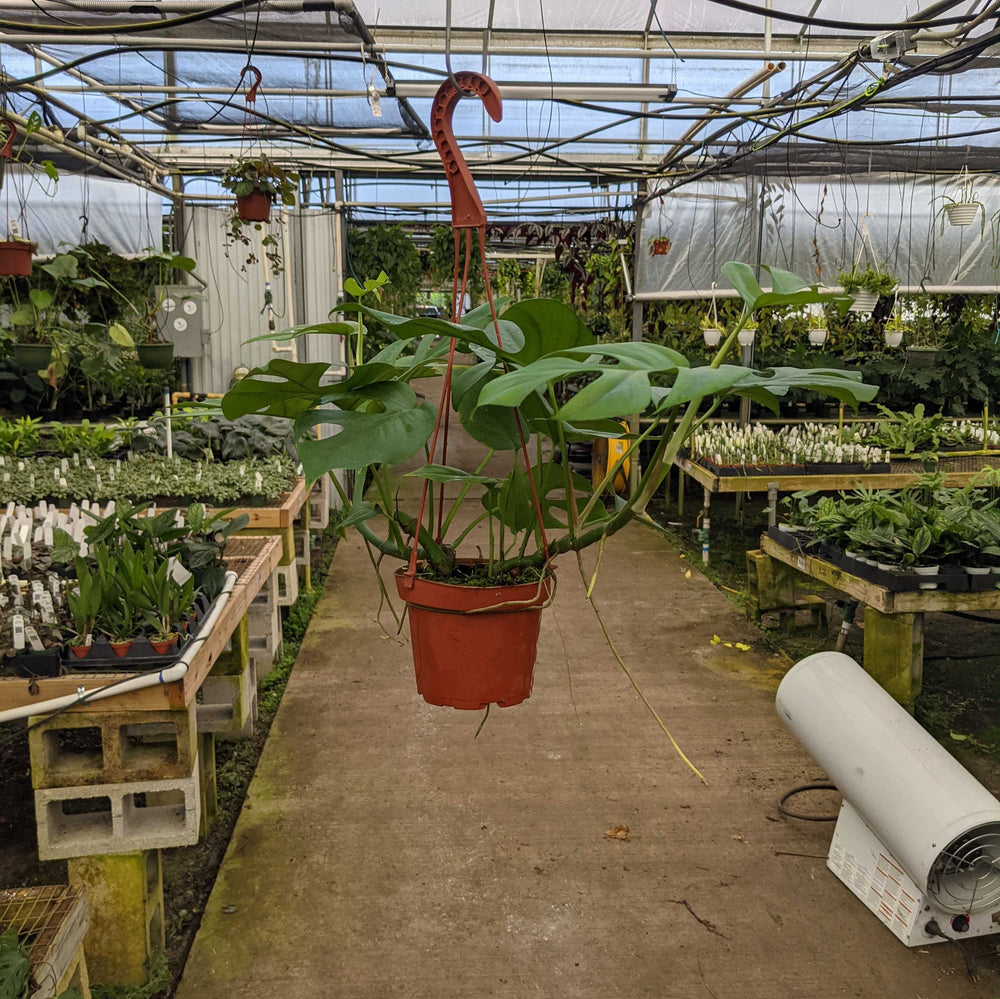 Gabriella Plants Other 5" Hanging Basket Rhaphidophora tetrasperma