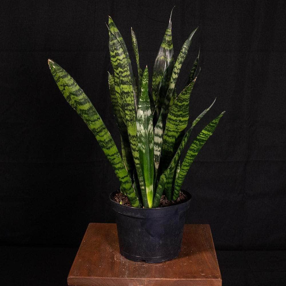 dracaena trifasciata family Sansevieria trifasciata `Futura Robusta'