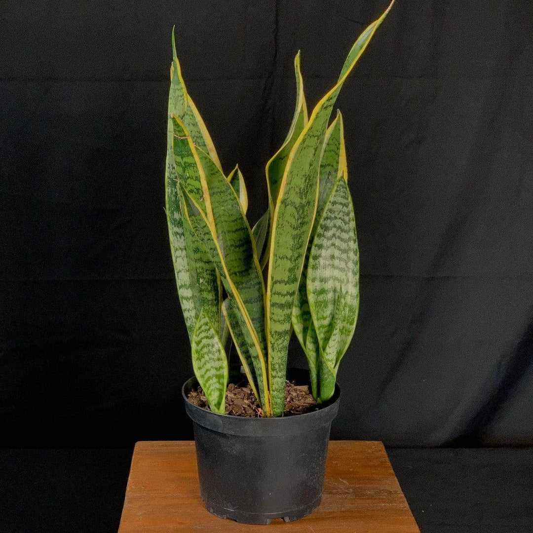 planta sansevieria trifasciata Sansevieria trifasciata 'Laurentii'