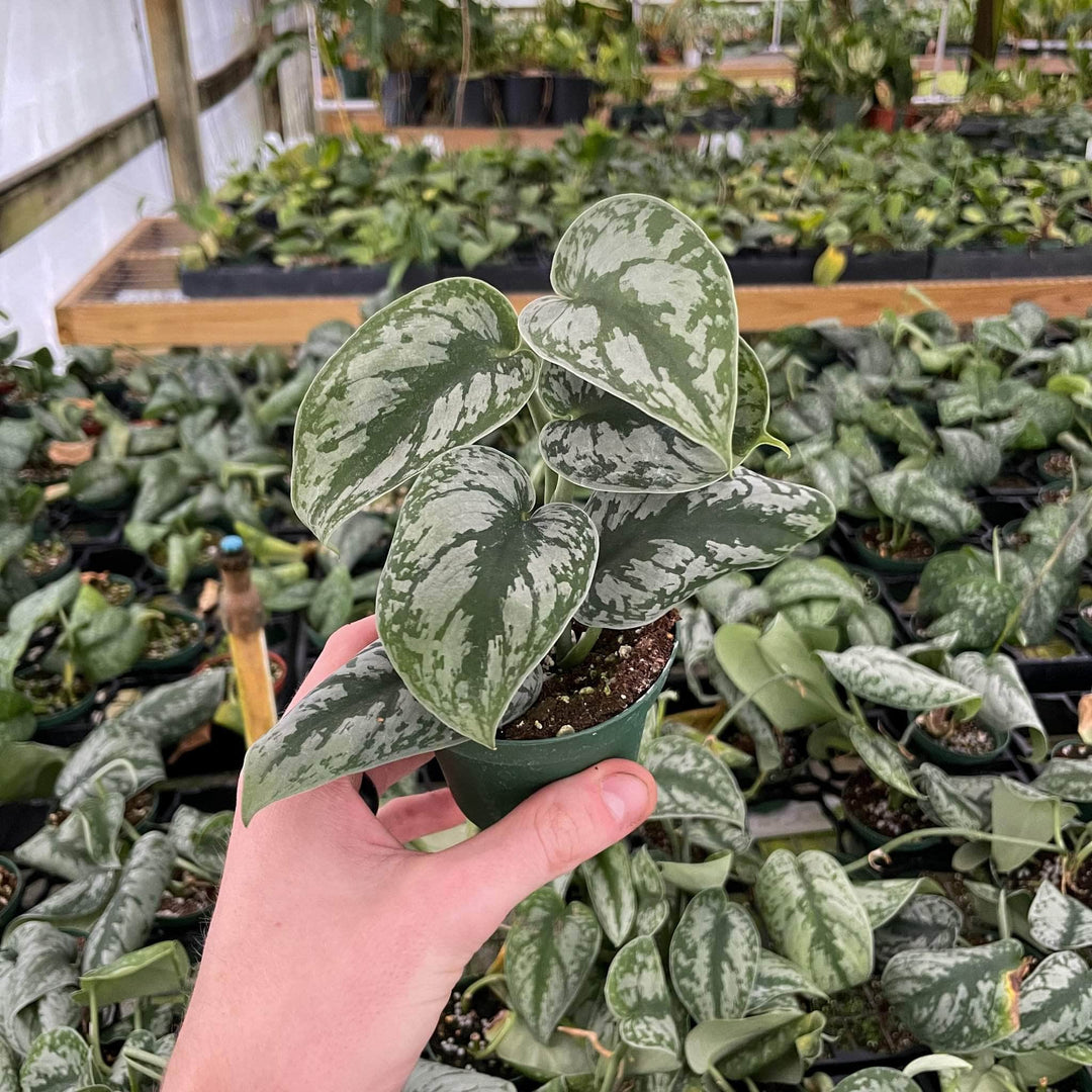 silver exotica pothos Scindapsus pictus 'Exotica' "Silver Satin"