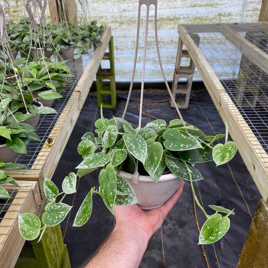 pothos silvery ann Scindapsus pictus 'Silvery Ann'
