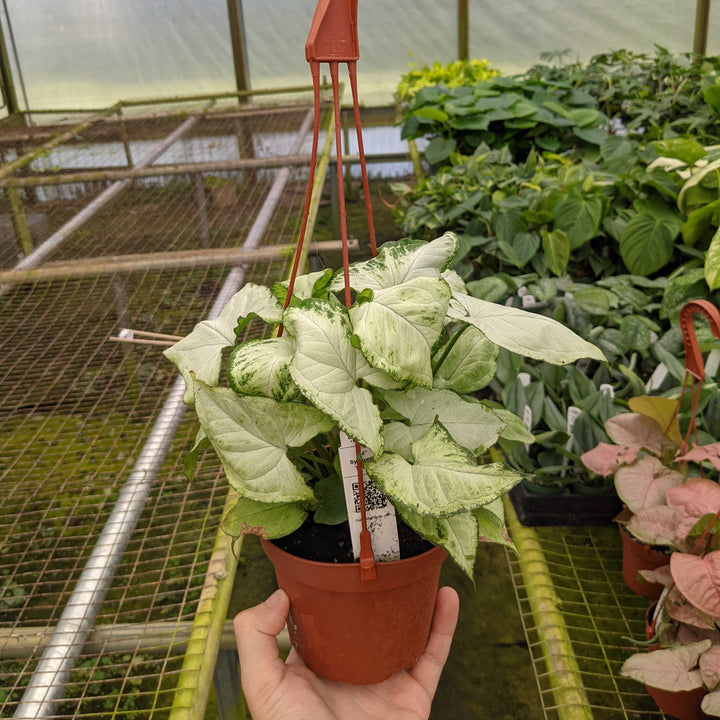 Gabriella Plants Syngonium 5" Hanging Basket Syngonium podophyllum 'Holly M'