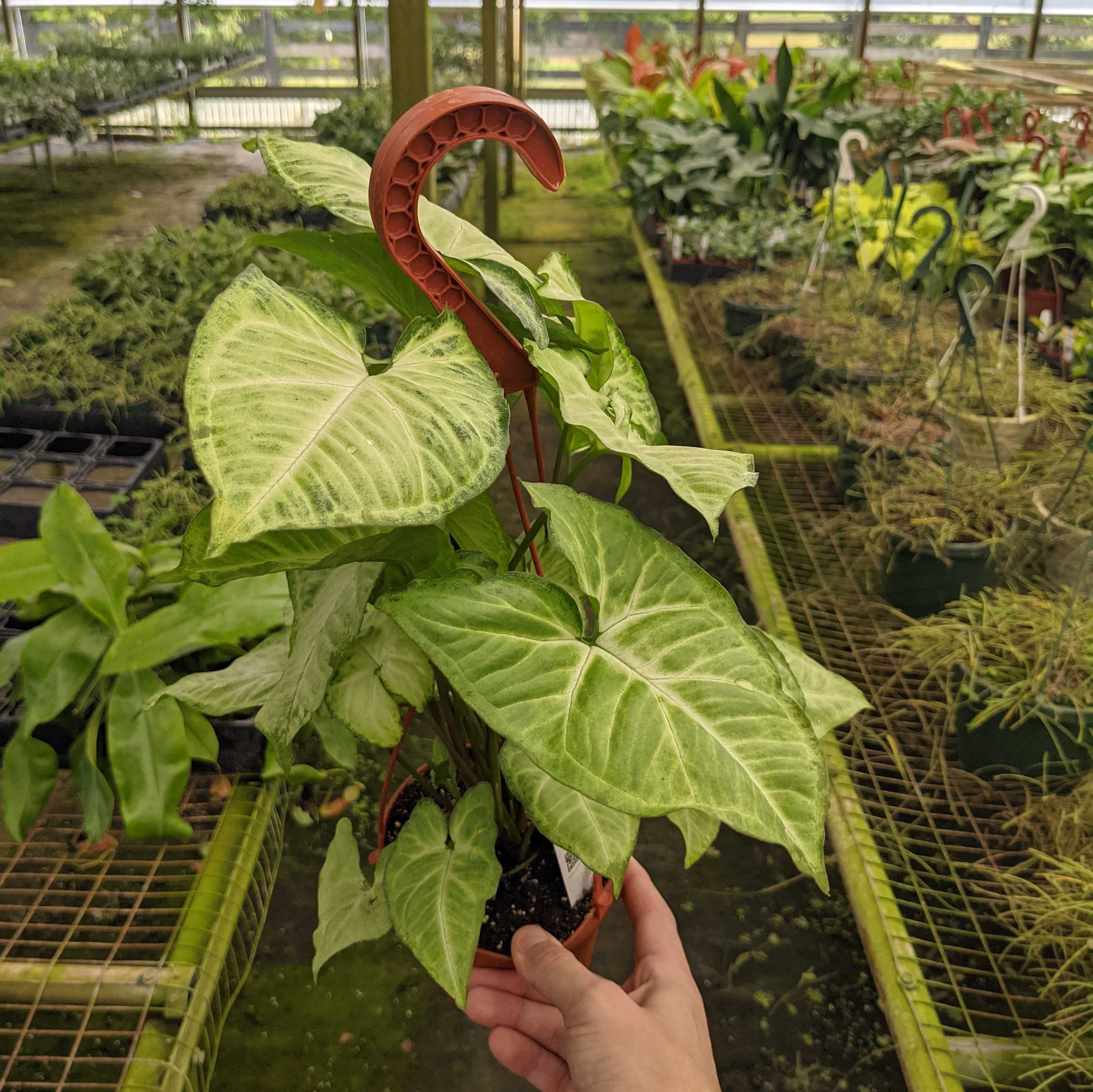 arrowhead plant in hanging basket Syngonium podophyllum 'White Butterfly'