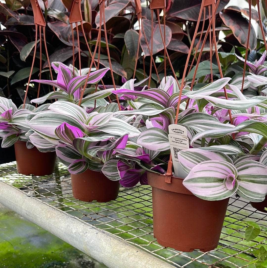 tradescantia hanging plant Tradescantia 'Nanouk'